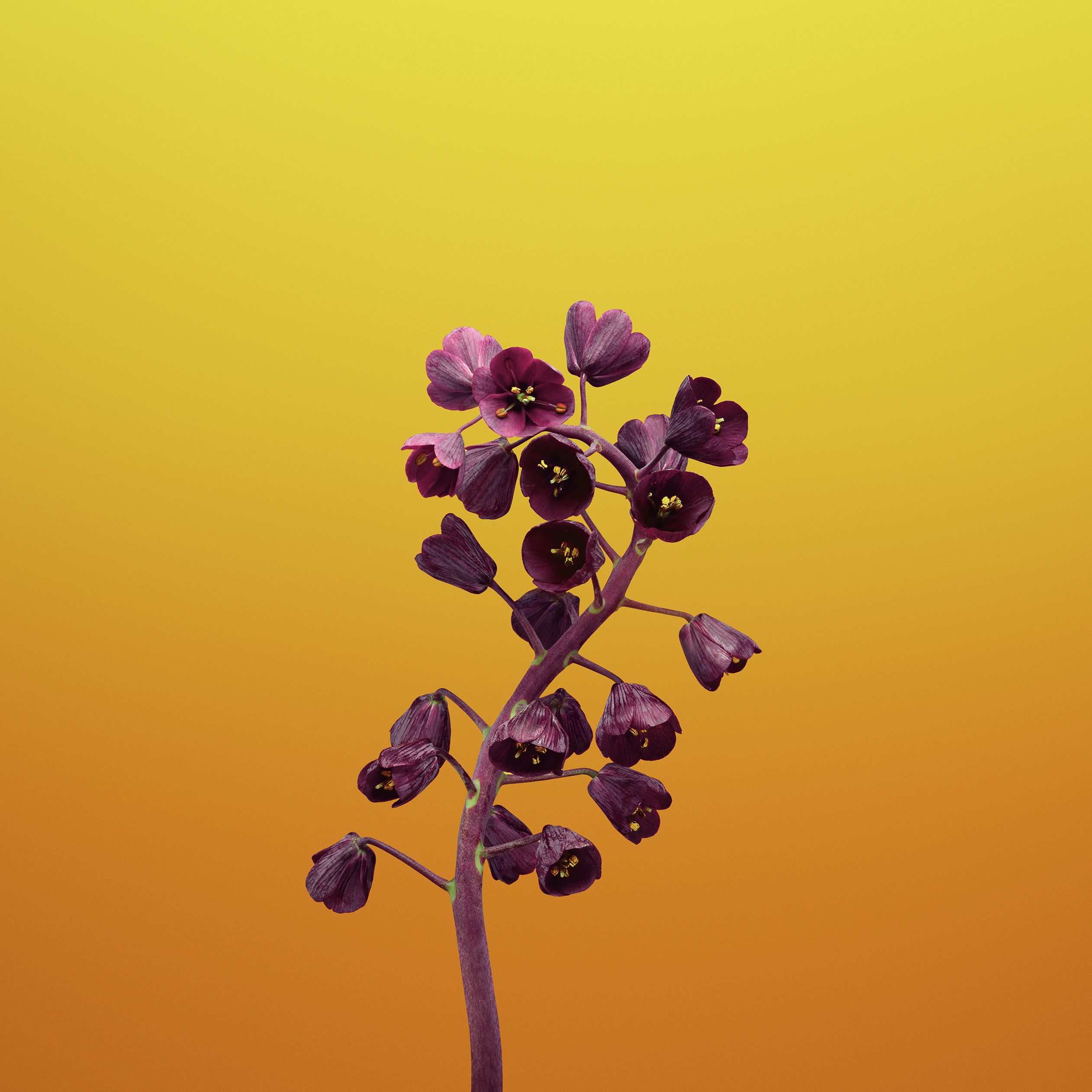 iPhone_wallpaper_flower (3)